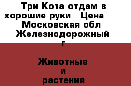 Три Кота отдам в хорошие руки › Цена ­ 3 - Московская обл., Железнодорожный г. Животные и растения » Кошки   . Московская обл.,Железнодорожный г.